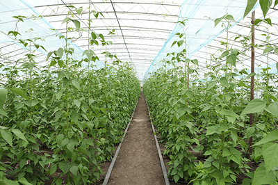 齐齐哈尔依安县: 棚室化蔬菜种植促增收